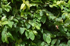 Congea tomentosa
