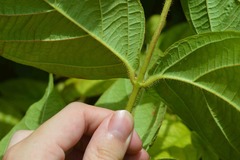Congea tomentosa