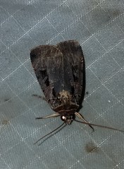 Pseudohermonassa tenuicula