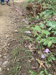 Hylodesmum nudiflorum