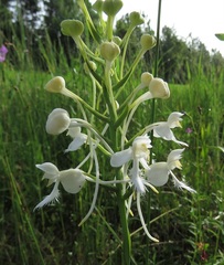 Platanthera blephariglottis conspicua