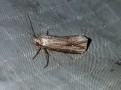 Crambodes talidiformis