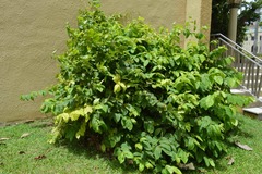Congea tomentosa