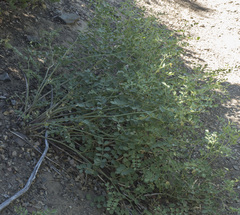 Hosackia crassifolia crassifolia