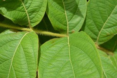 Congea tomentosa