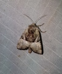 Meropleon diversicolor