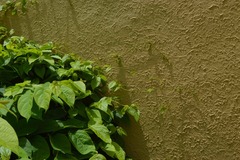 Congea tomentosa