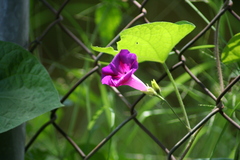 Ipomoea purpurea