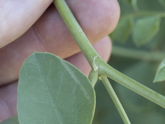 Hosackia crassifolia crassifolia