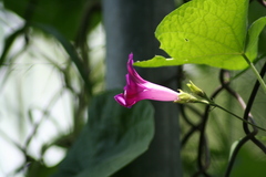 Ipomoea purpurea