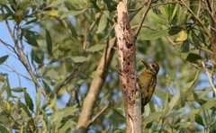 Dryobates passerinus agilis