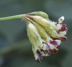 Hosackia crassifolia crassifolia