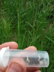 Rheumaptera hastata