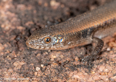 Panaspis maculicollis