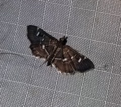Diathrausta