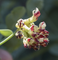 Hosackia crassifolia crassifolia