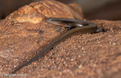 Panaspis maculicollis