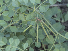 Hosackia crassifolia crassifolia