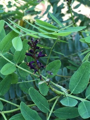 Amorpha canescens