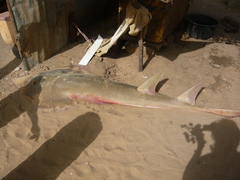 Glaucostegus cemiculus