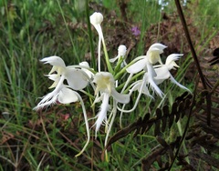 Platanthera blephariglottis conspicua
