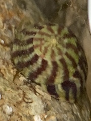 Steromphala umbilicalis