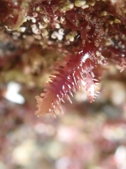 Calliblepharis jubata