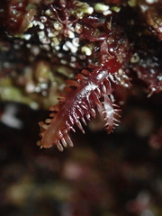 Calliblepharis jubata