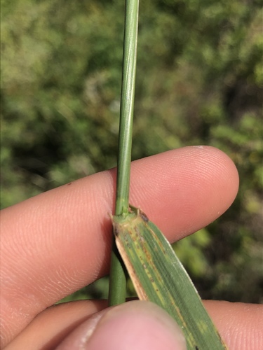 Paprastasis varputis nuotrauka