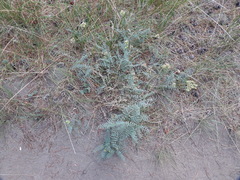 Astragalus bolanderi