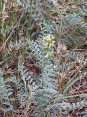 Astragalus bolanderi