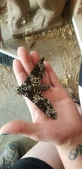 Manduca rustica