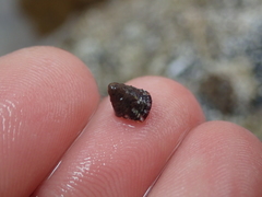 Jujubinus exasperatus