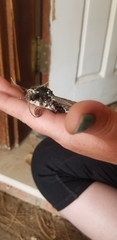 Manduca rustica