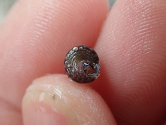 Jujubinus exasperatus