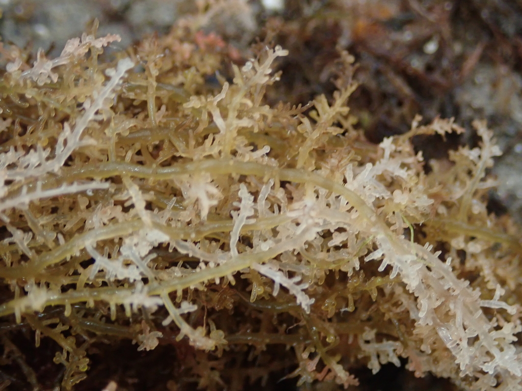Laurencia pyramidalis