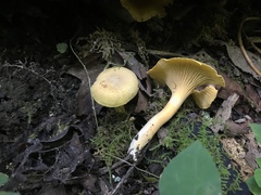 Cantharellus lewisii