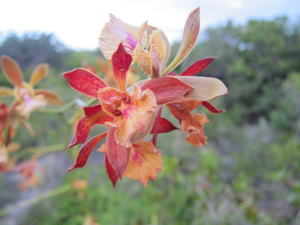 Encyclia altissima Schltr.