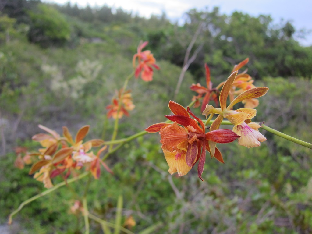 Encyclia altissima Schltr. 2