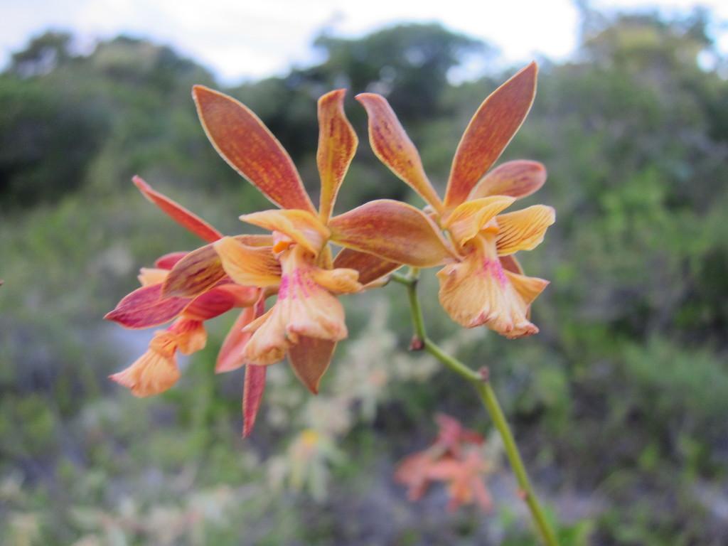 Encyclia altissima Schltr. 3