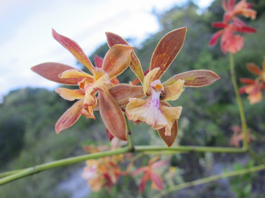 Encyclia altissima Schltr. 4