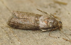 Sciota subfuscella