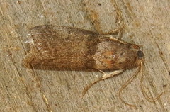 Sciota subfuscella