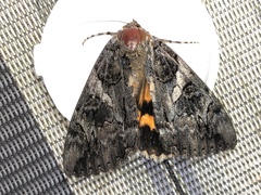Catocala piatrix