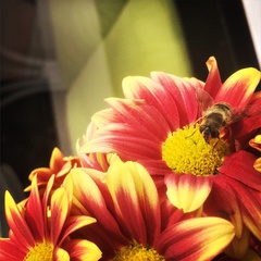 Eristalis tenax