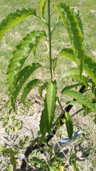 Ipomoea murucoides