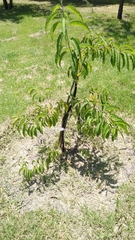Ipomoea murucoides
