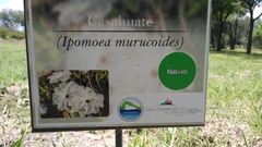 Ipomoea murucoides