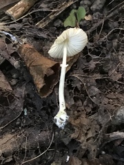Leucocoprinus flavescens