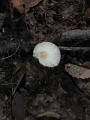 Leucocoprinus flavescens